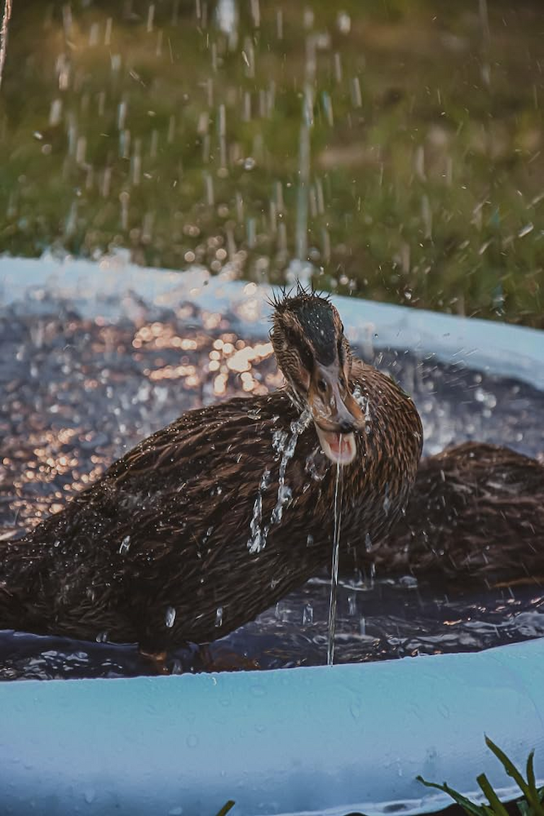 VISTOP splash pad pro tips